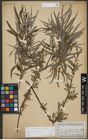 Foto von Salix viminalis L.